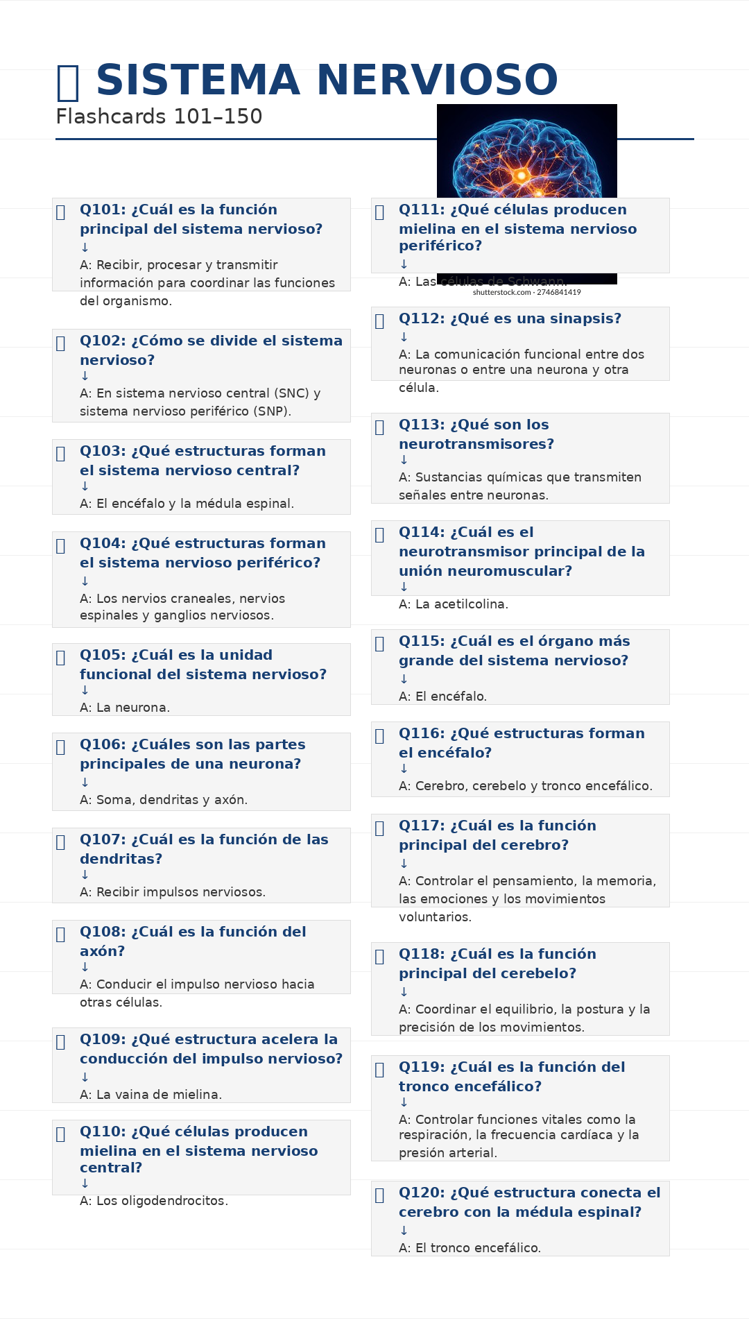 Flashcards del Sistema Nervioso 101 a 150