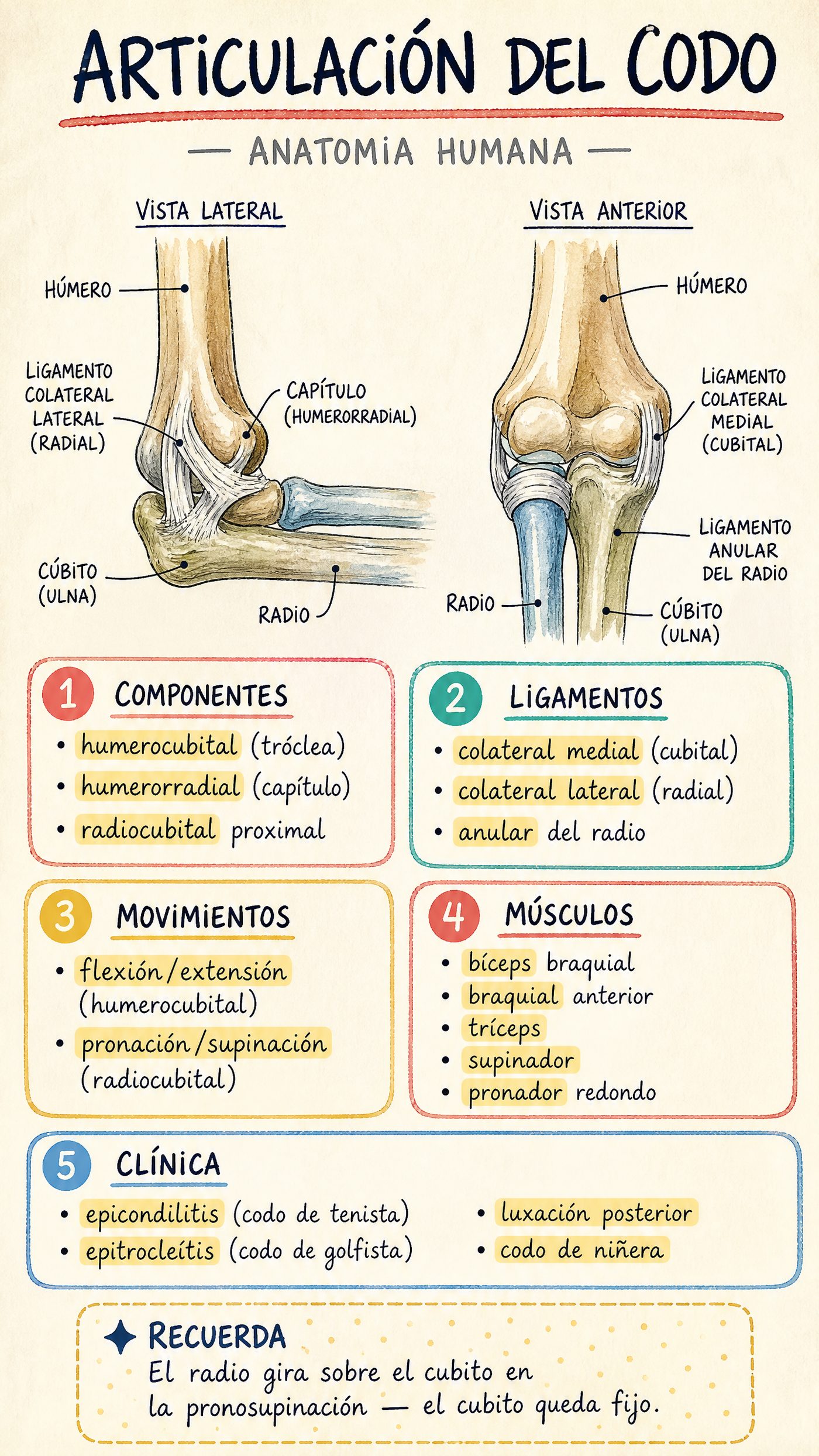 Articulación del Codo
