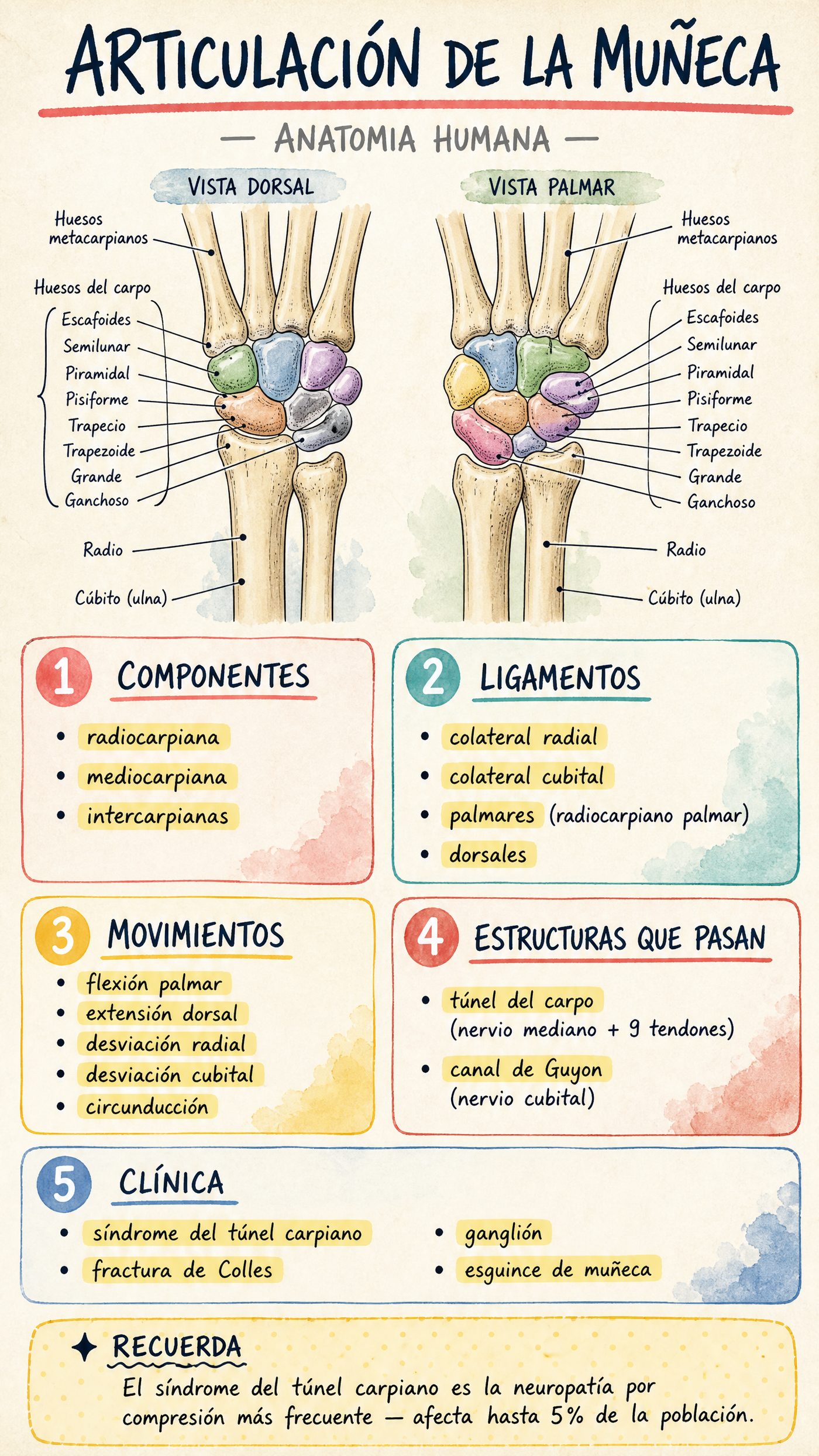 Articulación de la Muñeca