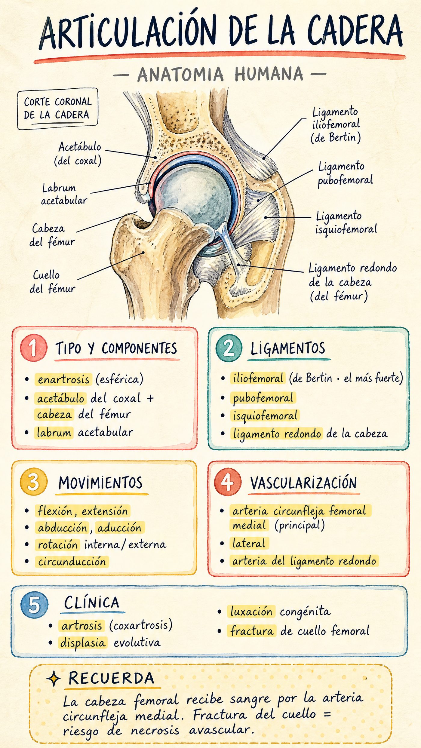 Articulación de la Cadera