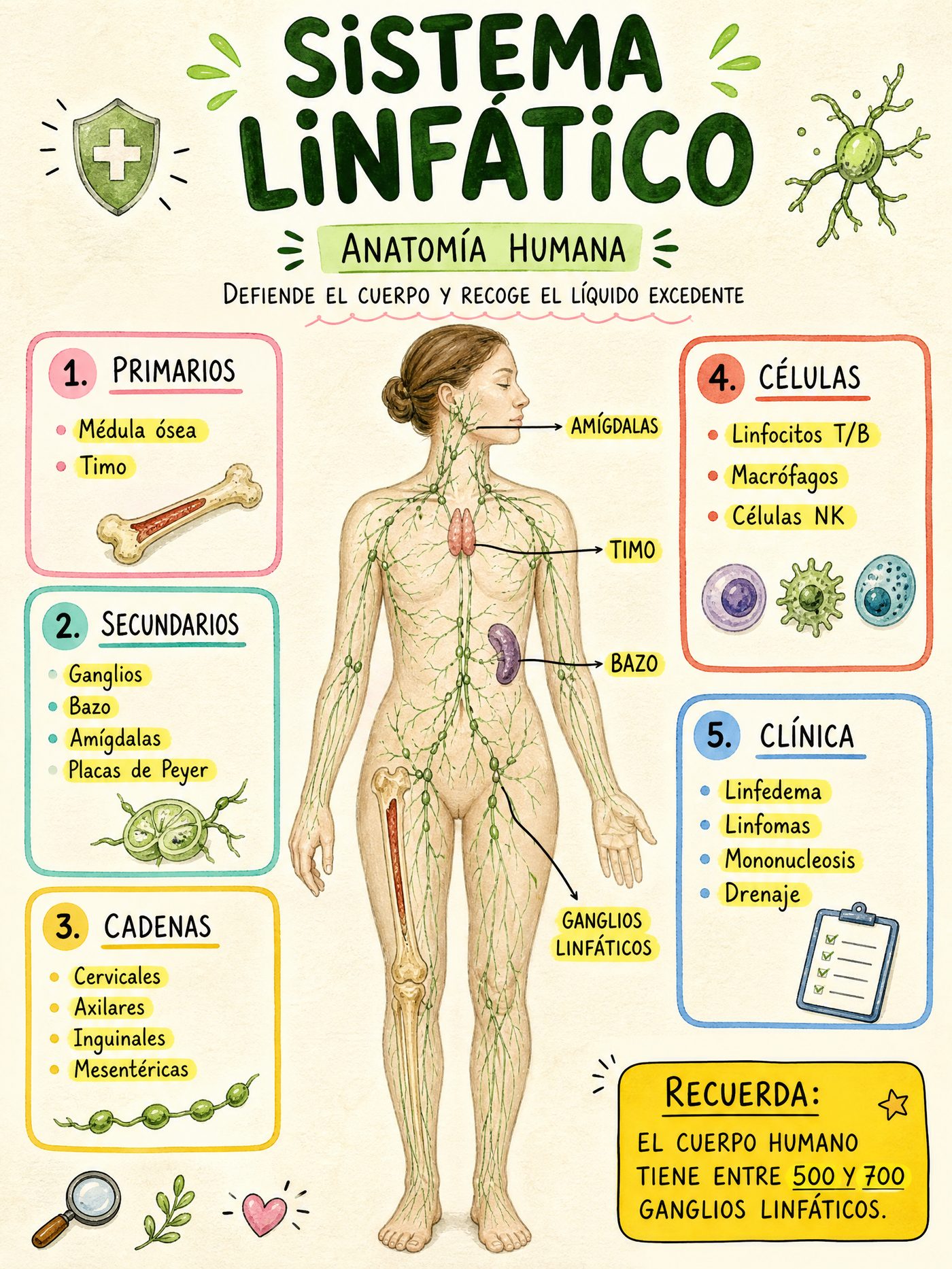 Sistema Linfático