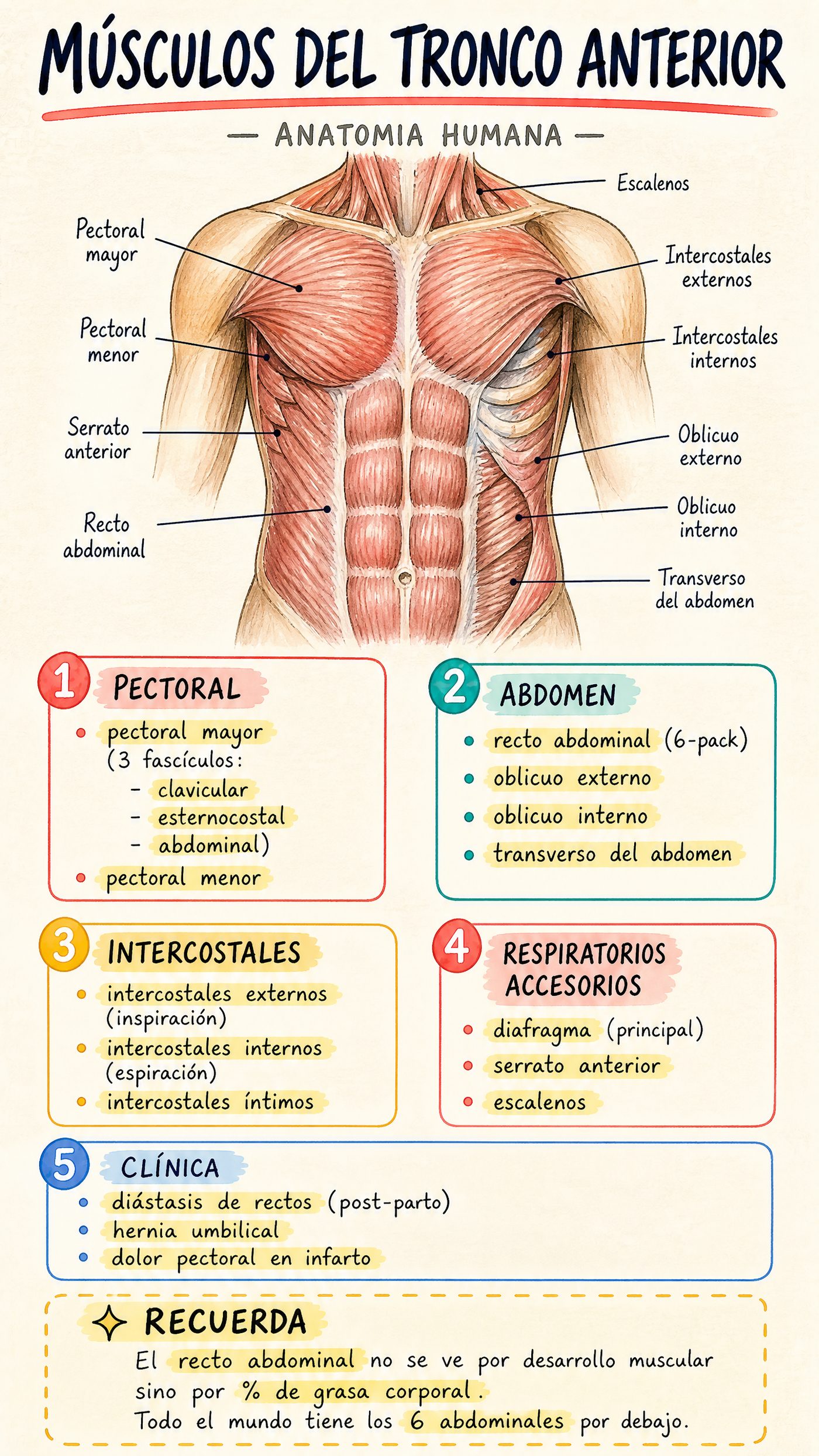 Músculos del Tronco Anterior