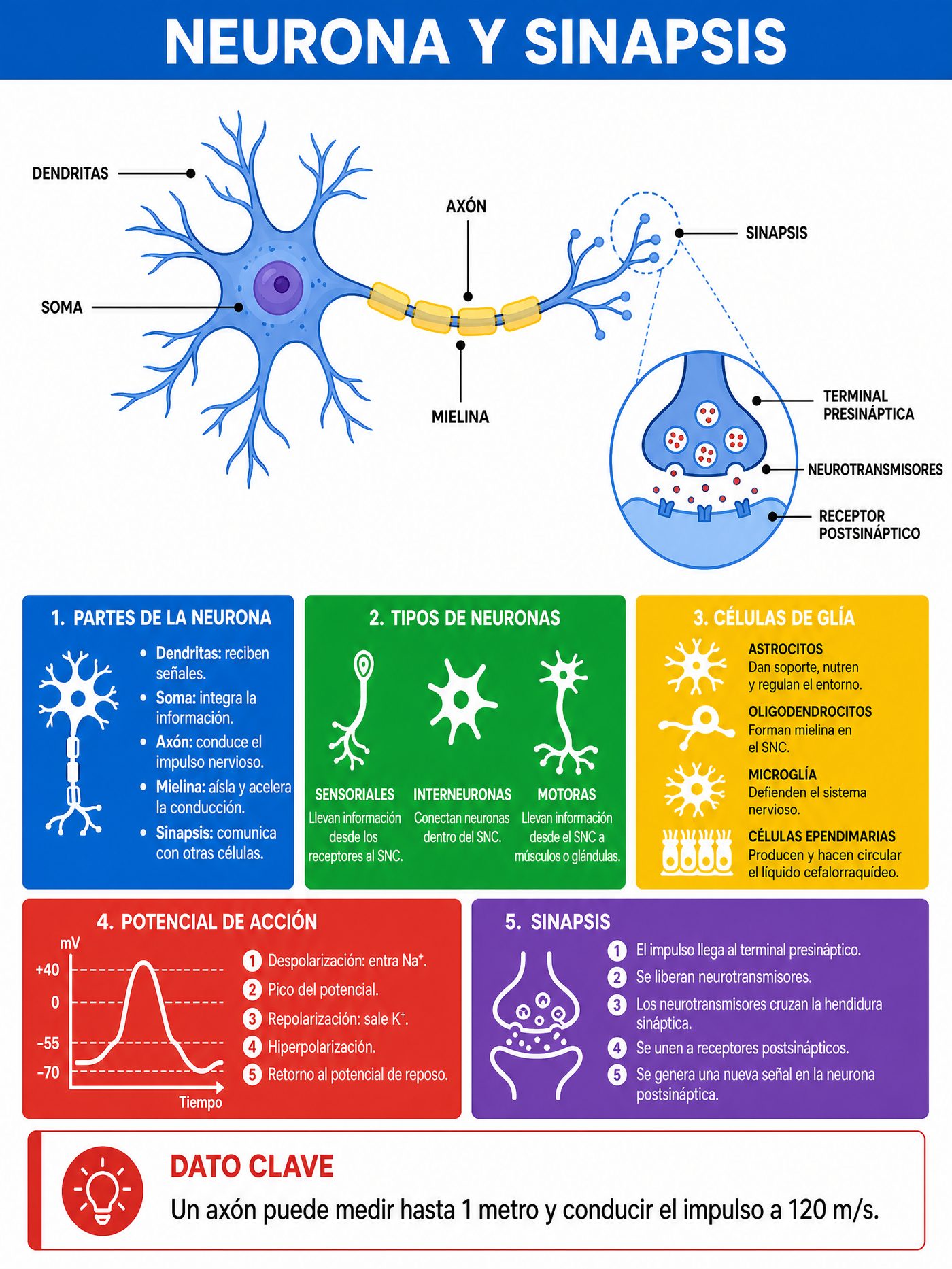 Neurona · Sinapsis