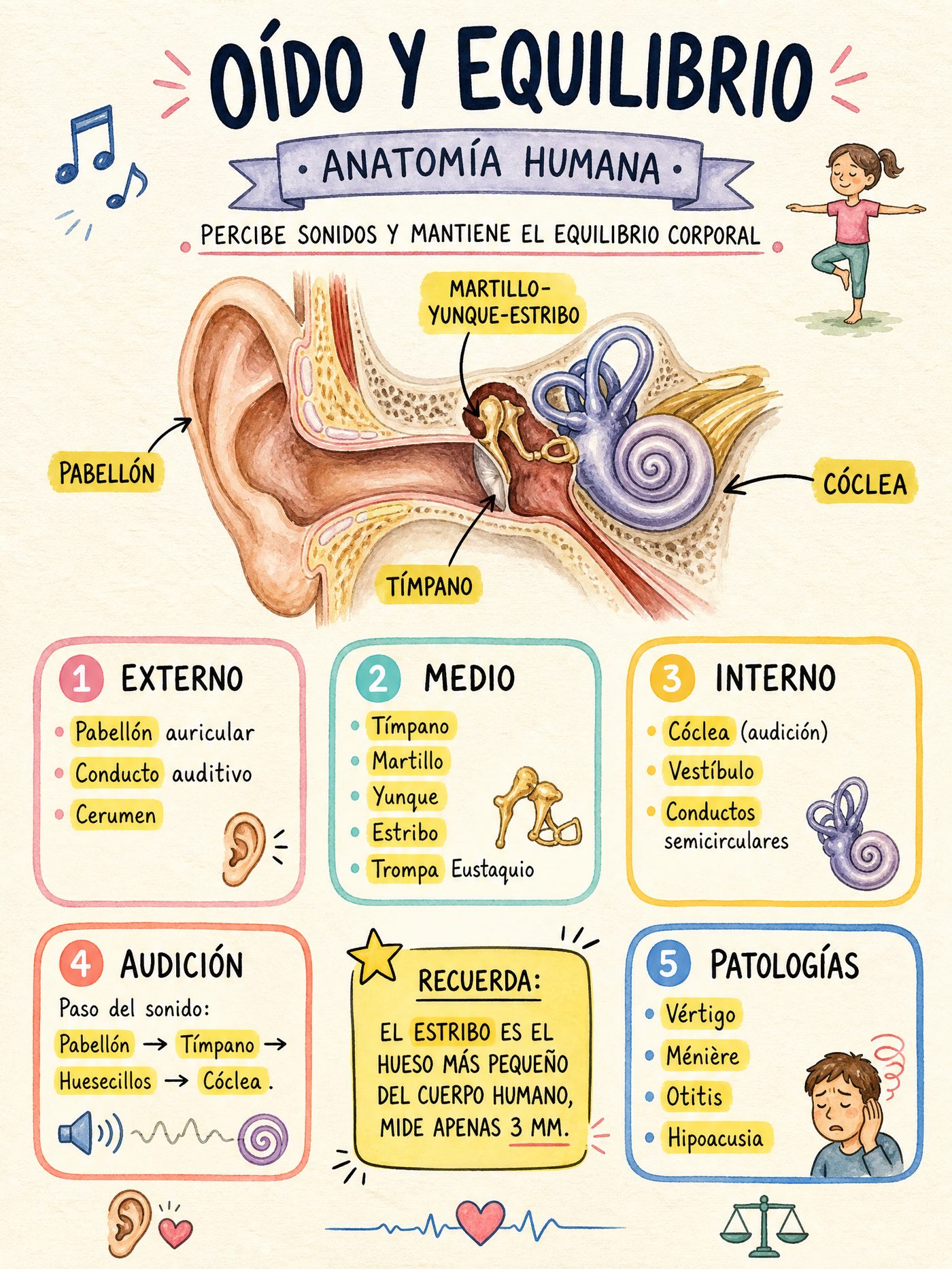 Oído · Órgano de la Audición
