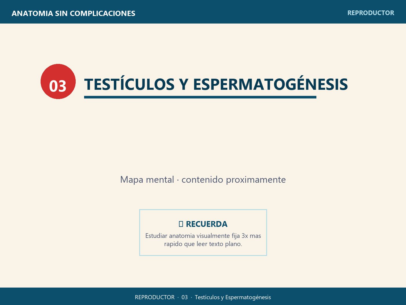 Testículos y Espermatogénesis