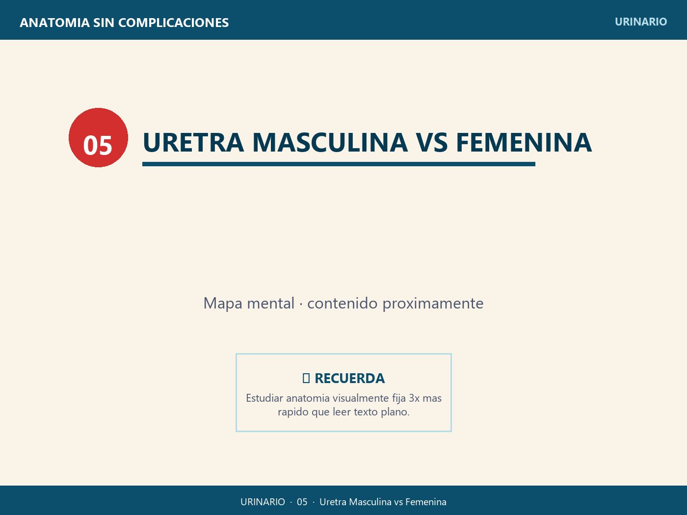 Uretra Masculina vs Femenina