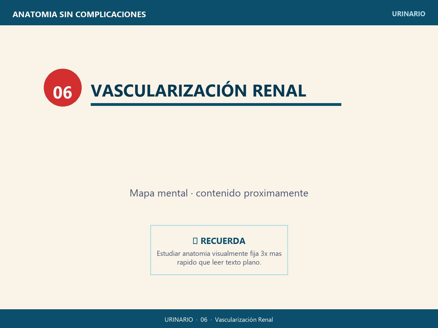 Vascularización Renal